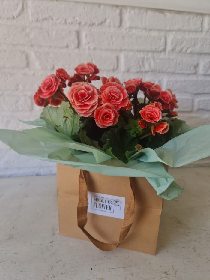 Bolsa de maceta de flor de temporada - Imagen 3