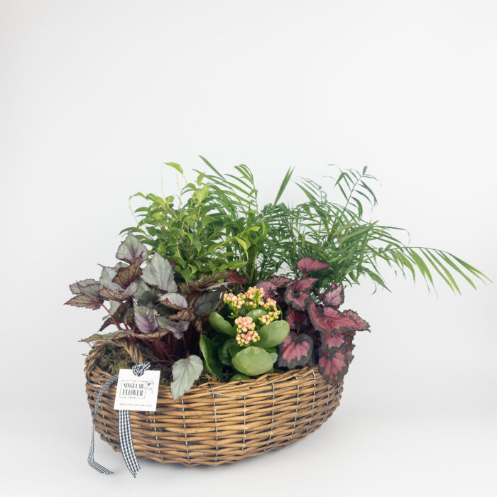 Centro de flores y plantas en cesta - Imagen 2